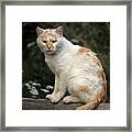 Peaceful Cat Framed Print