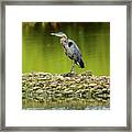 Peaceful Heron Framed Print