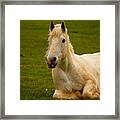 Peaceful Pasture Framed Print