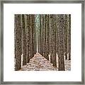 Peaceful Pines Framed Print