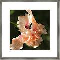 Peach Bliss Framed Print