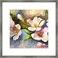 Peach Blossoms Framed Print