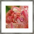 Peach And Pink Carnation Petals Framed Print