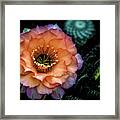 Peach Desert Glow Bloom Framed Print