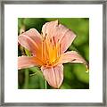 Peach Lily 16-01 Framed Print