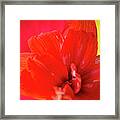 Peach Melba Red Amaryllis Flower On Raspberry Ripple Pink And Yellow Background Framed Print