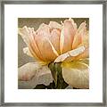 Peach Rose Framed Print