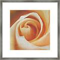 Peach Swirl Framed Print