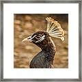 Peacock 8 Framed Print