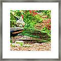Peacock And Friends Framed Print