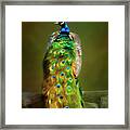 Peacock Beauty - 365-98 Framed Print
