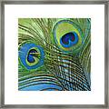 Peacock Candy Blue And Green Framed Print