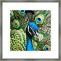 Peacock Close Up View Framed Print
