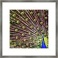 Peacock In Full Display Framed Print