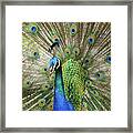 Peacock Indian Blue Framed Print