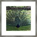 Peacock Framed Print