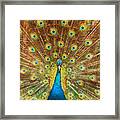 Peacock Showing Its Feathers Xl Framed Print
