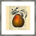 Pear Fruit Kitchen Decor Framed Print