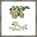 Pears And Pear Blossoms Framed Print
