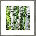 Peek A Boo Birch Framed Print