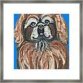 Peke For You Framed Print