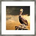 Pelican After A Storm Framed Print