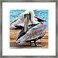 Pelican Ally Framed Print