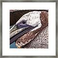 Pelican Detail Framed Print