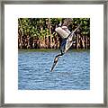 Pelican Dive Framed Print
