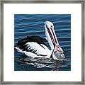 Pelican Fishing 6661 Framed Print