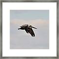 Pelican Flight Framed Print