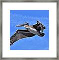 Pelican Fly By Framed Print