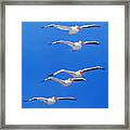 Pelican Friends Framed Print