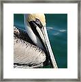 Pelican From Florida Framed Print