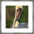 Pelican In Green Framed Print