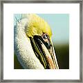 Pelican Framed Print