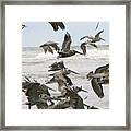 Pelican Migration Framed Print