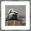 Pelican Perch Framed Print