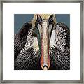 Pelican Stare Framed Print