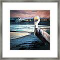 Pelican Sunset Framed Print