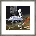 Pelican Swim Framed Print