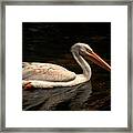 Pelican Swimming In Salisbury Framed Print