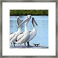 Pelicans 6663. Framed Print