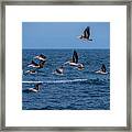 Pelicans Fly Over The Water Framed Print