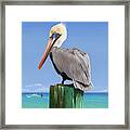 Pelicans Post Framed Print