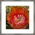 Pencil Cholla Flower With Bee Framed Print