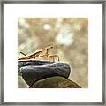 Pensive Mantis Framed Print