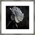 Peonie Framed Print