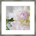 Peony 7 Framed Print