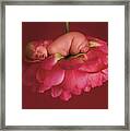 Chelsea On A Pink Peony Rose Framed Print
